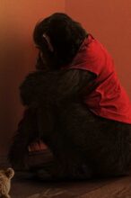 Primate (2025) Kritik Primate (2025) Kritik