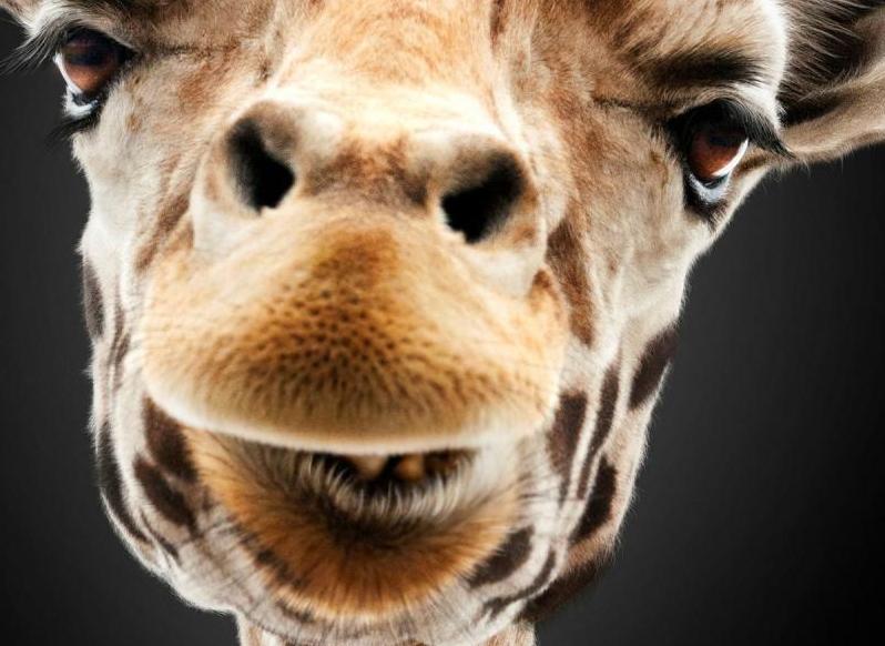 John Goodman und eine Giraffe zieren die neuen Hangover 3 Poster Hangover 3 Poster