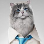 Miau! Kevin Spacey ist eine Katze im Trailer zu Nine Lives Nine Lives Trailer Kevin Spacey