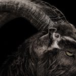 The Witch (2015) Kritik The Witch (2015) Filmkritik