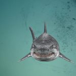 Trailer zu Jurassic Shark 2: Aquapocalypse sieht genau so aus, wie man es vermuten würde JUurassic Shark 2 Aquapocalypse