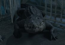 Croc Trailer