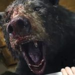 Cocaine Bear: Im ersten Trailer läuft ein Schwarzbär nach Koksdosis Amok! Cocaine Bear