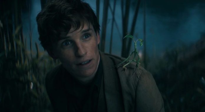 Eddie Redmayne in Phantastische Tierwesen 4