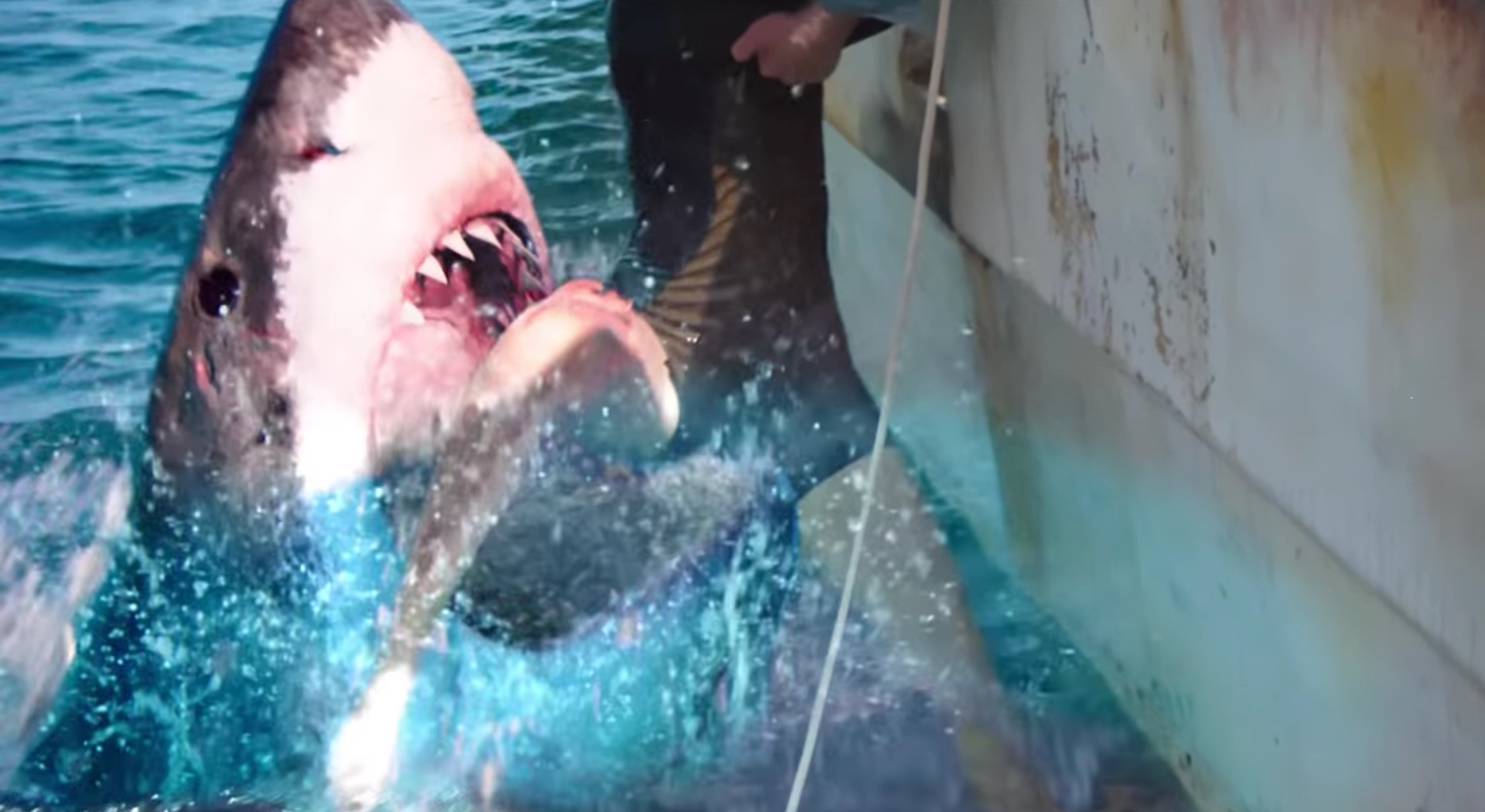 #The Red Triangle: Neuer Haifilm vom 47-Meters-Down-Regisseur angekündigt