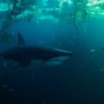 Im Trailer zu Netflix' Im Wasser der Seine greift ein Hai Paris an Im Wasser der Seine Netflix