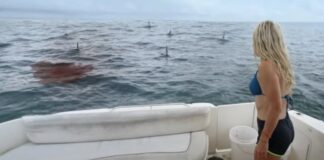 Great White Waters Trailer