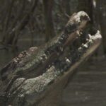 Black-Water- und The-Reef-Regisseur dreht den Krokodil-Horror ULU ULU Krokodil Horror