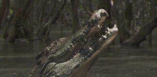 ULU Krokodil Horror