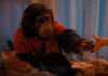 Primate: Blutiger Tierhorrorfilm kommt zu Paramount+ Primate Paramount Plus